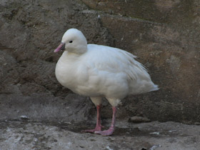 Фото Ross's goose