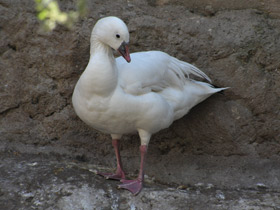 Фото Ross's goose