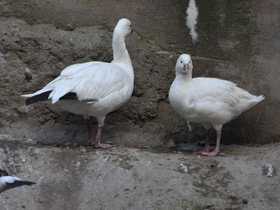 Фото Ross's goose