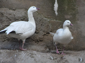 Фото Ross's goose