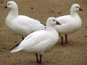 Фото Ross's goose