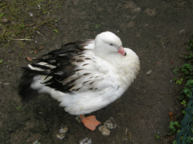 Фото Andean goose