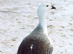 Фото Upland goose