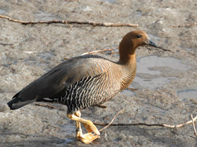 Фото Ruddy-headed goose