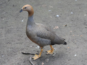 Фото Ruddy-headed goose