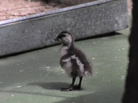 Фото Ruddy-headed goose