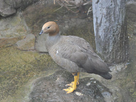 Фото Ruddy-headed goose