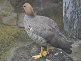 Фото Ruddy-headed goose