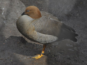 Фото Ruddy-headed goose