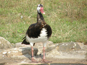 Фото Spur-winged goose