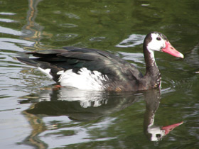 Фото Spur-winged goose