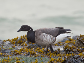 Фото Black brant