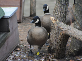 Фото Aleutian cackling goose