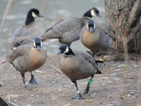 Фото Aleutian cackling goose