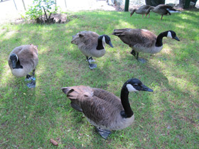 Фото Canada goose