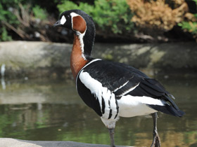 Фото Red-breasted goose