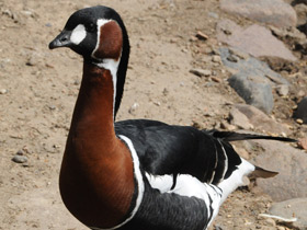 Фото Red-breasted goose