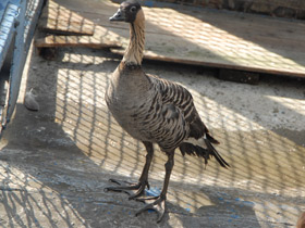 Фото Hawaiian goose