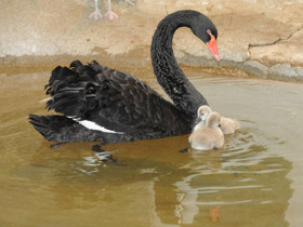 Фото Black swan