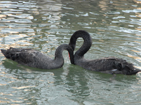 Фото Black swan