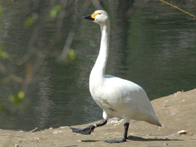 Фото Bewick's swan