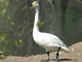 Фото Bewick's swan