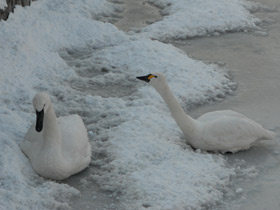 Фото Bewick's swan