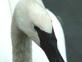 Фото Trumpeter swan