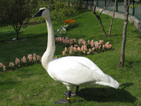 Фото Trumpeter swan