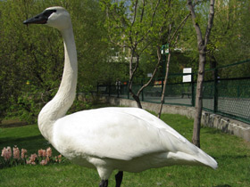 Фото Trumpeter swan