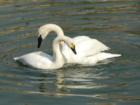 Фото Trumpeter swan