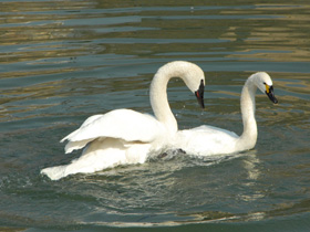 Фото Trumpeter swan