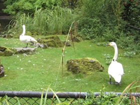 Фото Tundra swan