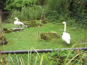 Фото Tundra swan