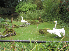 Фото Tundra swan