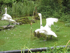 Фото Tundra swan