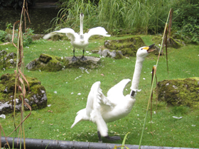 Фото Tundra swan