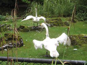 Фото Tundra swan