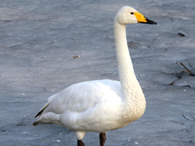 Фото Whooper swan