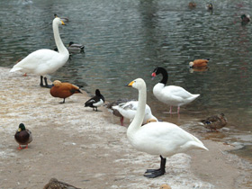 Фото Whooper swan