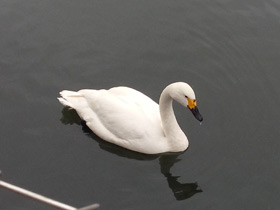 Фото Whooper swan