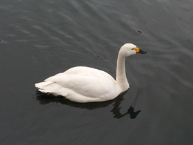 Фото Whooper swan