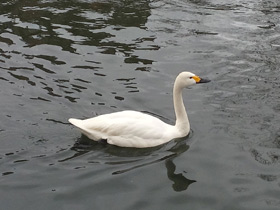 Фото Whooper swan