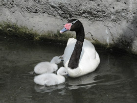 Фото Black-necked swan