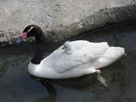 Фото Black-necked swan