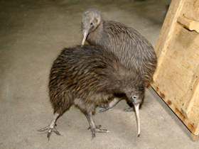 Фото Southern brown kiwi