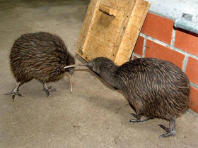 Фото Southern brown kiwi