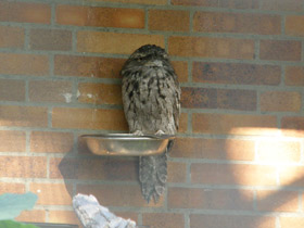 Фото Tawny frogmouth