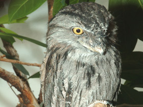 Фото Tawny frogmouth