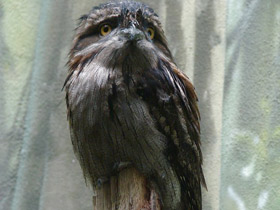 Фото Tawny frogmouth